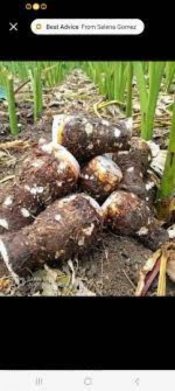 Arrowroot from Kenya